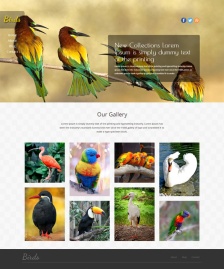 鳥類大全HTML5整站模板