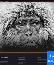 黑色寬屏Animal動物攝影網(wǎng)頁模板-HTML5模板