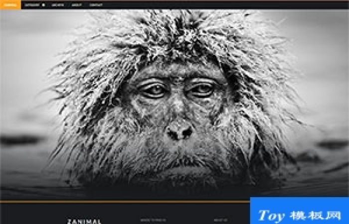 黑色寬屏Animal動物攝影網(wǎng)頁模板-Toy模板網(wǎng)編號18142
